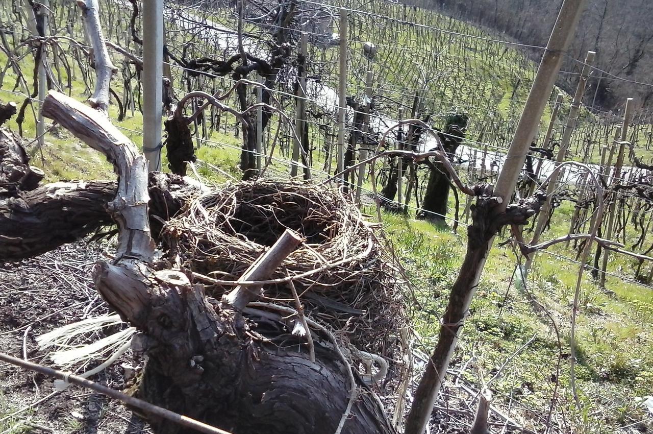 Azienda Agricola Campion Валдобиадене Екстериор снимка