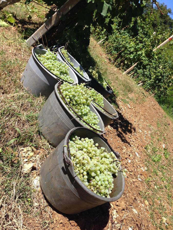 Azienda Agricola Campion Валдобиадене Екстериор снимка
